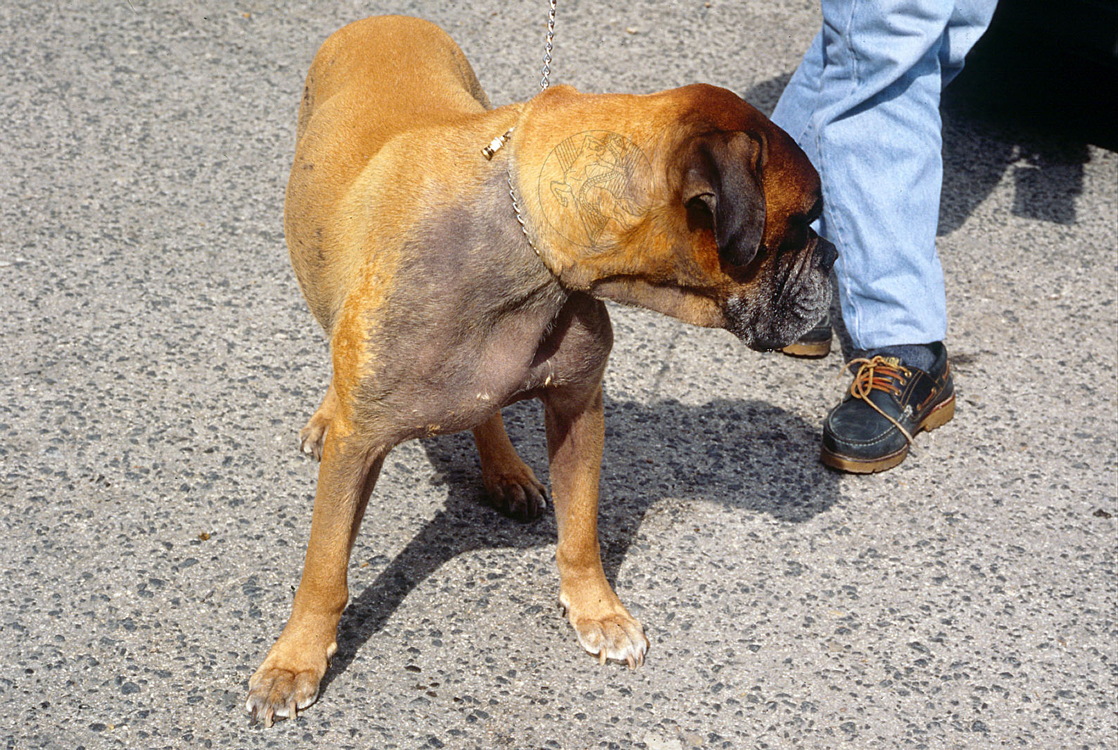 Endocrine alopecia - dog