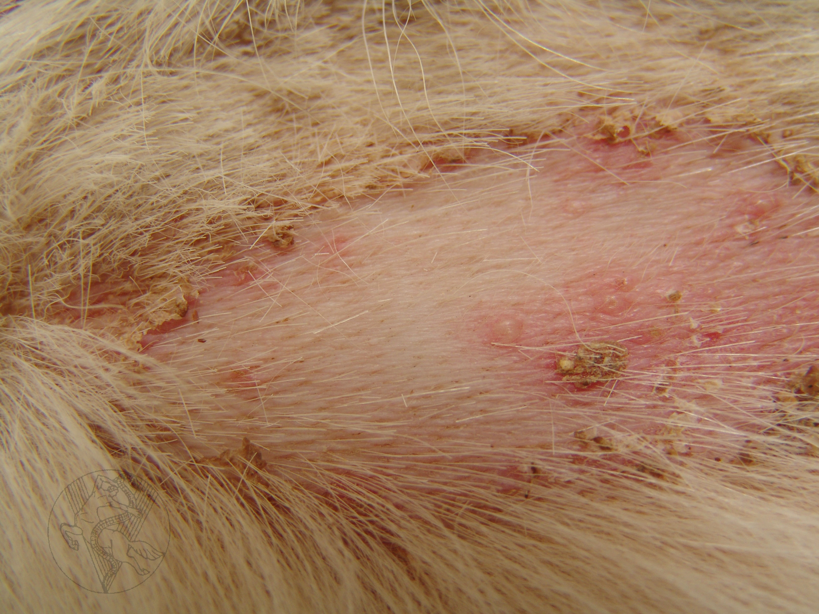 Pemphigus Vulgaris - Diseases Pictures