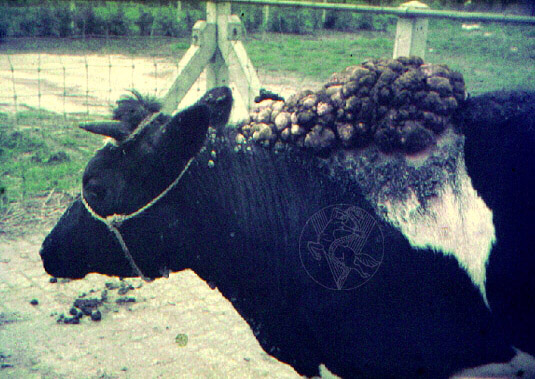 Papillomas cows