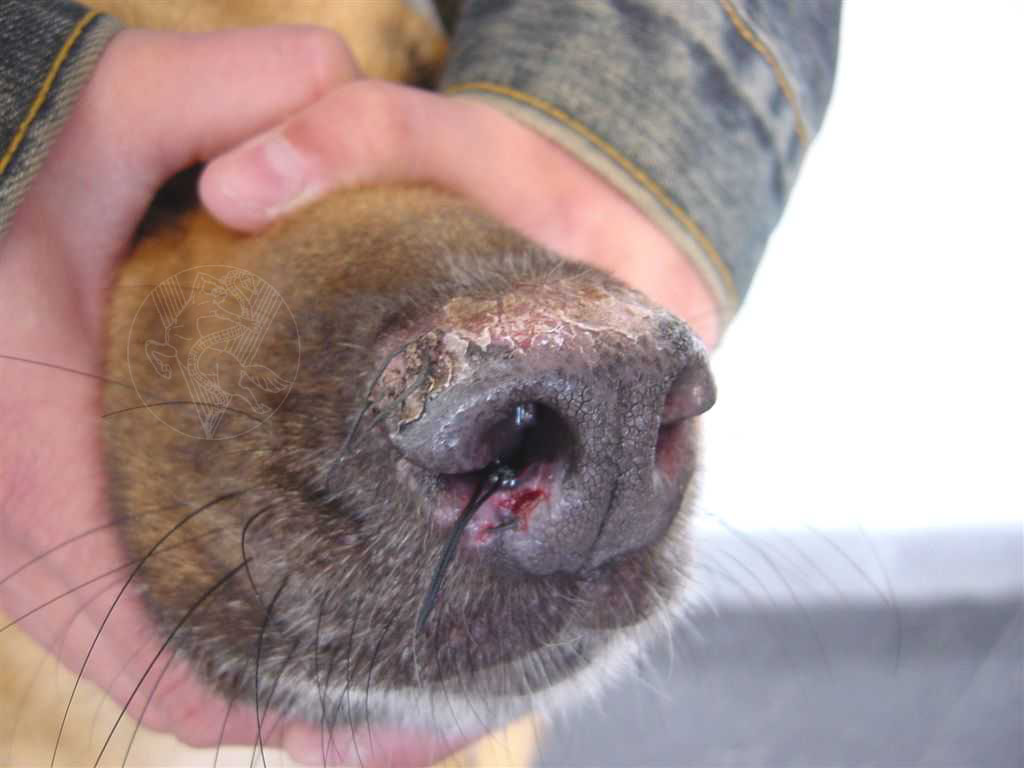 Discoid Lupus Erythematosus Dog